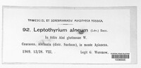 Leptothyrium alneum image